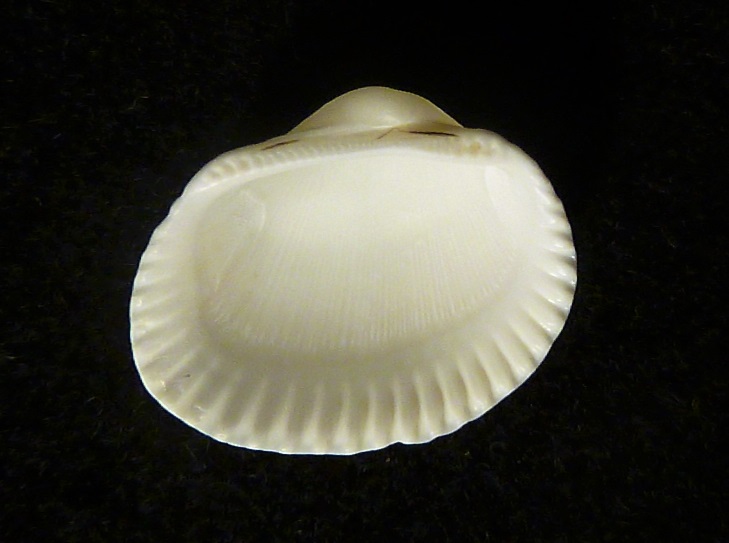 Anadara corbuloides?